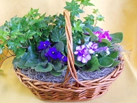 Violet & Ivy Garden