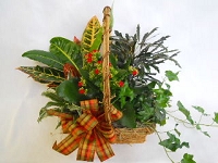 Harvest Dish Garden
